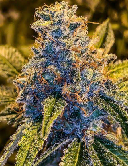 EXO - PEACH COBBLER ( HYBRID) THC 31% CBG 2%