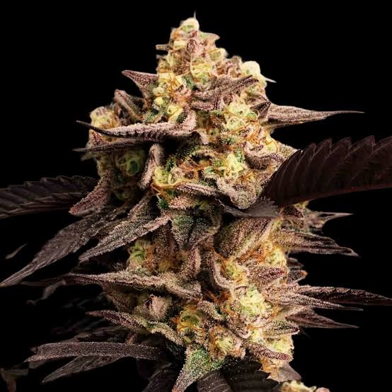 New Exotics - ALIEN CANDY 👽🍭THC 32 % (INDICA)