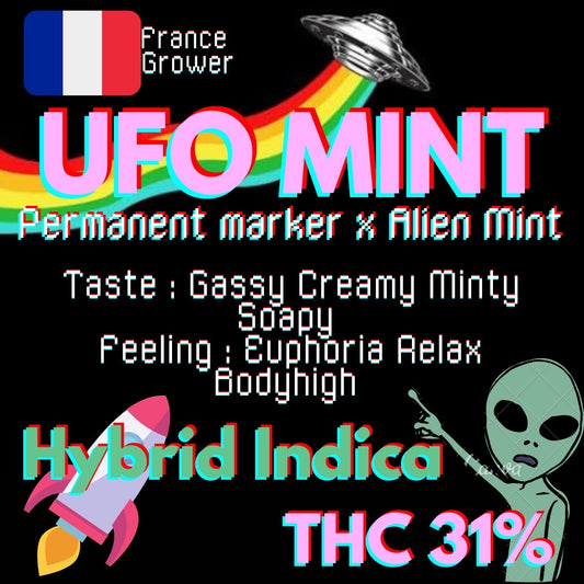 Exotic On Sale - UFO MINT  (Indica)