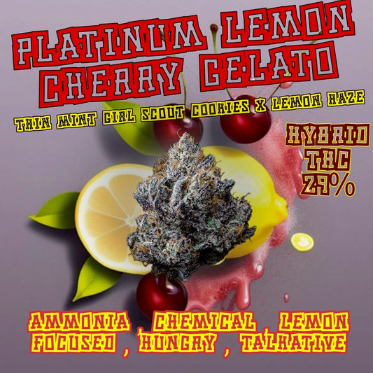 TOP SHELF - Platinum Lemon Cherry Gelato (HYBRID) THC 29% CBG 2%