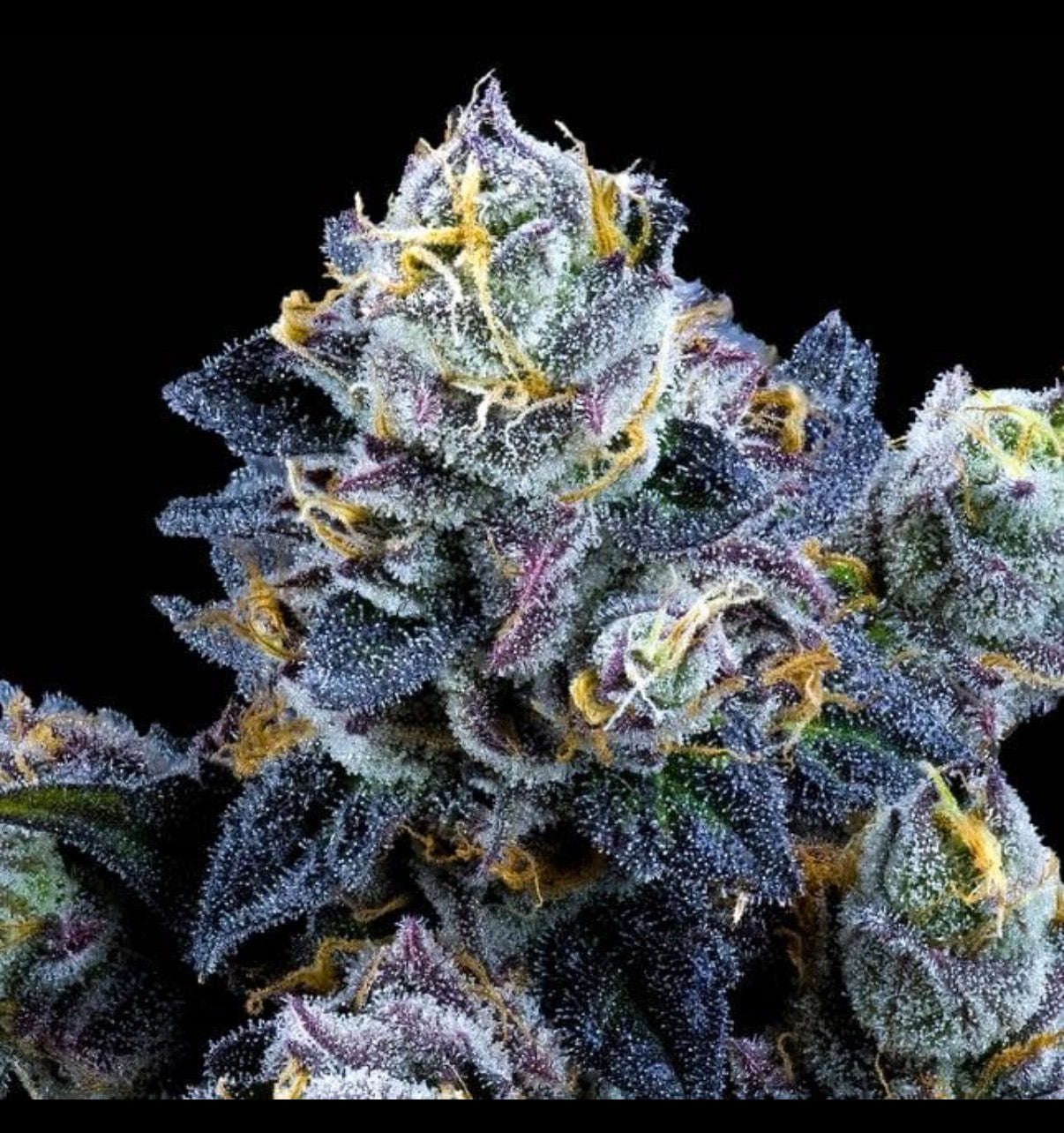 EXO - Grape stank (Hybrid - Sativa ) THC 31%