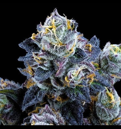 EXO - Grape stank (Hybrid - Sativa ) THC 31%