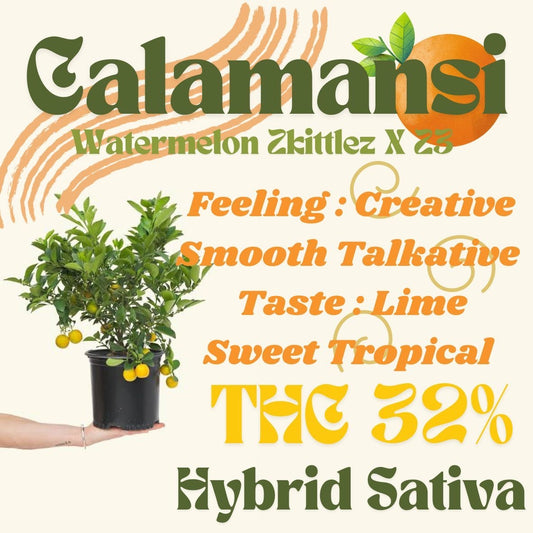 CALAMANSI 🍊THC 32% CBD1%(New exotics)