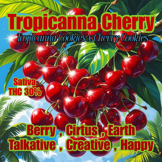 Mid - TROPICANA CHERRY (SATIVA)THC 27%